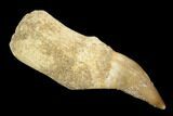 Fossil Rooted Mosasaur (Halisaurus) Tooth - Morocco #117019-1